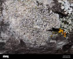 Attēlu rezultāti vaicājumam “Lecanora carpinea”