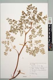 Attēlu rezultāti vaicājumam “Thalictrum minus”