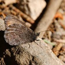 Attēlu rezultāti vaicājumam “Oeneis jutta underside”