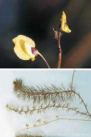 Attēlu rezultāti vaicājumam “Utricularia intermedia bud”