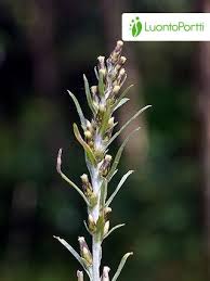 Attēlu rezultāti vaicājumam “Gnaphalium sylvaticum flower”