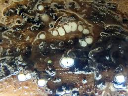 Attēlu rezultāti vaicājumam “Diachea subsessilis young”