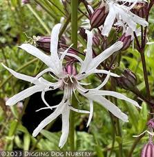Image result for Lychnis flos-cuculi