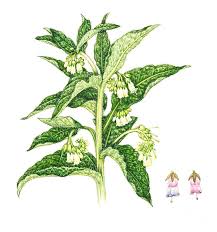 Image result for Symphytum officinale