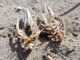 Attēlu rezultāti vaicājumam “Saduria entomon”