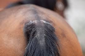 Image result for root-tail