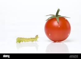 Attēlu rezultāti vaicājumam “Mamestra brassicae larva”