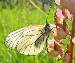 Attēlu rezultāti vaicājumam “Phalonidea permixtana”