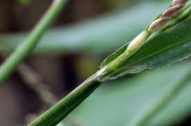 Attēlu rezultāti vaicājumam “Digitaria ischaemum”