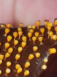 Attēlu rezultāti vaicājumam “Craterium minutum stalked”