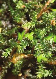 Attēlu rezultāti vaicājumam “Oxyrrhynchium hians var. rigidum”