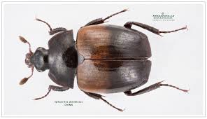 Attēlu rezultāti vaicājumam “Hypocaccus rugiceps”