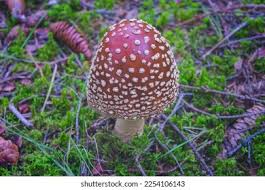 Attēlu rezultāti vaicājumam “Amanita regalis”