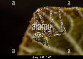 Attēlu rezultāti vaicājumam “Gibbaranea gibbosa”