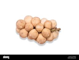 Image result for Lansongammon