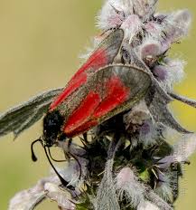 Attēlu rezultāti vaicājumam “Zygaena minos”