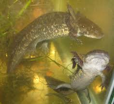 Attēlu rezultāti vaicājumam “Diderma tigrinum young”