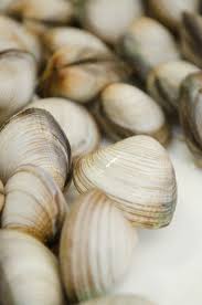 Image result for Clams