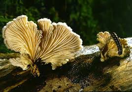 Attēlu rezultāti vaicājumam “Schizophyllum commune”