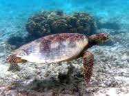 Image result for Eretmochelys imbricata