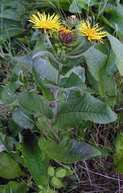 Attēlu rezultāti vaicājumam “Inula helenium leaf”