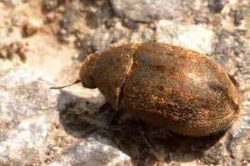 Attēlu rezultāti vaicājumam “Byrrhidae”