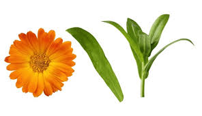 Attēlu rezultāti vaicājumam “Calendula officinalis leaf”