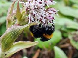 Attēlu rezultāti vaicājumam “Bombus terrestris”