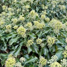 Attēlu rezultāti vaicājumam “Hedera helix  flower”