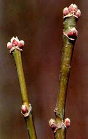 Attēlu rezultāti vaicājumam “Acer negundo bud”