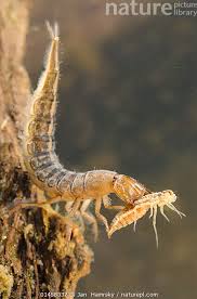 Attēlu rezultāti vaicājumam “Dytiscus sp. larva”