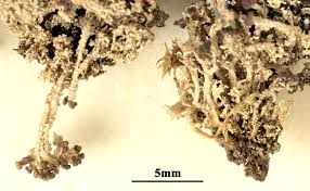 Attēlu rezultāti vaicājumam “Cladonia parasitica”