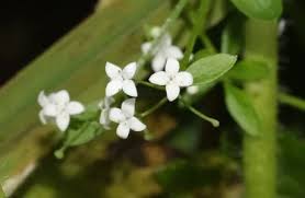 Attēlu rezultāti vaicājumam “Galium palustre fruit”