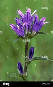 Attēlu rezultāti vaicājumam “Campanula glomerata bud”