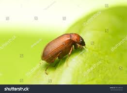 Attēlu rezultāti vaicājumam “Serica brunnea”