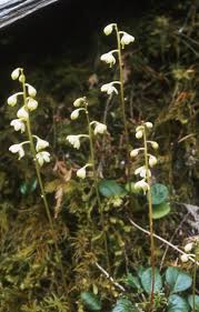 Attēlu rezultāti vaicājumam “Pyrola chlorantha leaf”