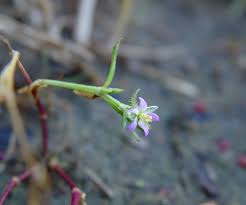 Attēlu rezultāti vaicājumam “Spergularia marina leaf”