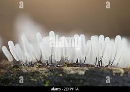 Attēlu rezultāti vaicājumam “Stemonitopsis typhina macro”