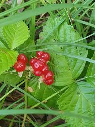 Attēlu rezultāti vaicājumam “Rubus saxatilis fruit”