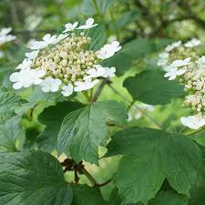 Attēlu rezultāti vaicājumam “Viburnum opulus flower”