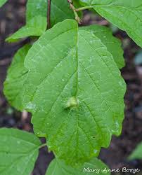 Attēlu rezultāti vaicājumam “Hamamelis virginiana leaf”