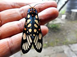 Attēlu rezultāti vaicājumam “Arctophila superbiens”