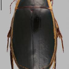 Attēlu rezultāti vaicājumam “Dytiscus dimidiatus”