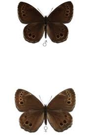 Attēlu rezultāti vaicājumam “Lopinga achine”