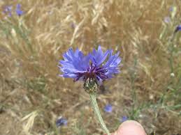 Image result for Centaurea cyanus