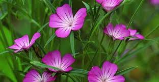 Image result for Kornrade