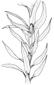 Attēlu rezultāti vaicājumam “Pohlia wahlenbergii”