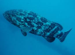 Image result for Epinephelus itajara