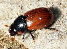 Attēlu rezultāti vaicājumam “Aphodius subterraneus imago”