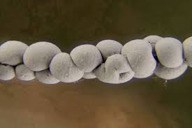 Attēlu rezultāti vaicājumam “Diderma cinereum”